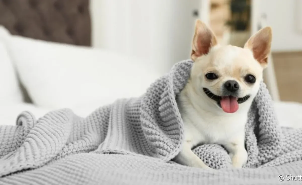 No outono, gripe em cachorro e outras doenças respitarórias precisam de atenção
