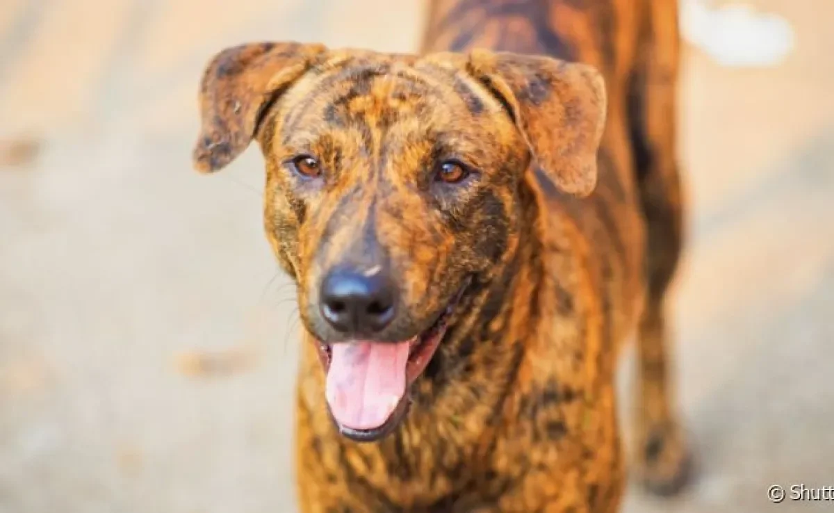 Separamos raças de cachorro tigrado para você se apaixonar!
