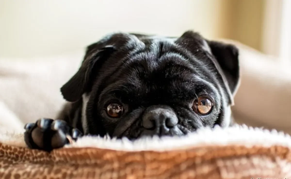 O cachorro braquicefálico tem mais chance de desenvolver conjuntivite por causa da anatomia