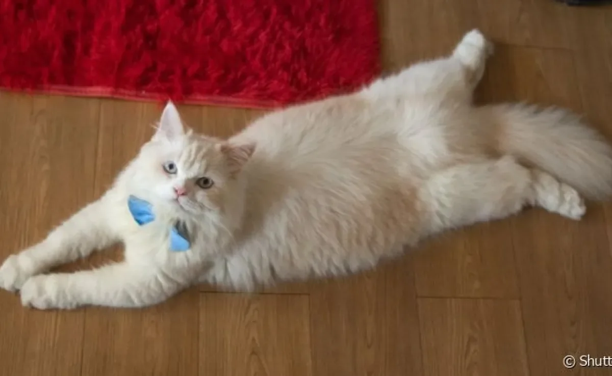 A doença do gato nadador faz com que o pet tenha dificuldade para se movimentar