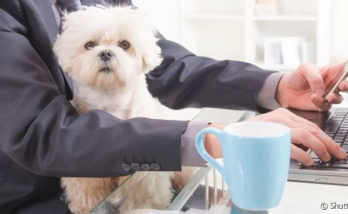  Receber os pets no trabalho pode ser divertido para o tutor e para a empresa!