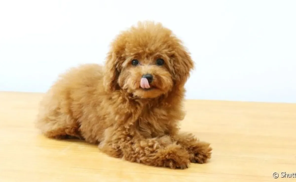 Dentre os cachorros inteligentes com porte pequeno, o Poodle tem grande destaque