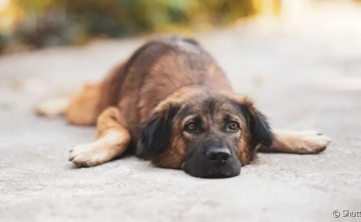 Na síndrome do cão nadador, a forma como o pet se locomove parece que ele está nadando