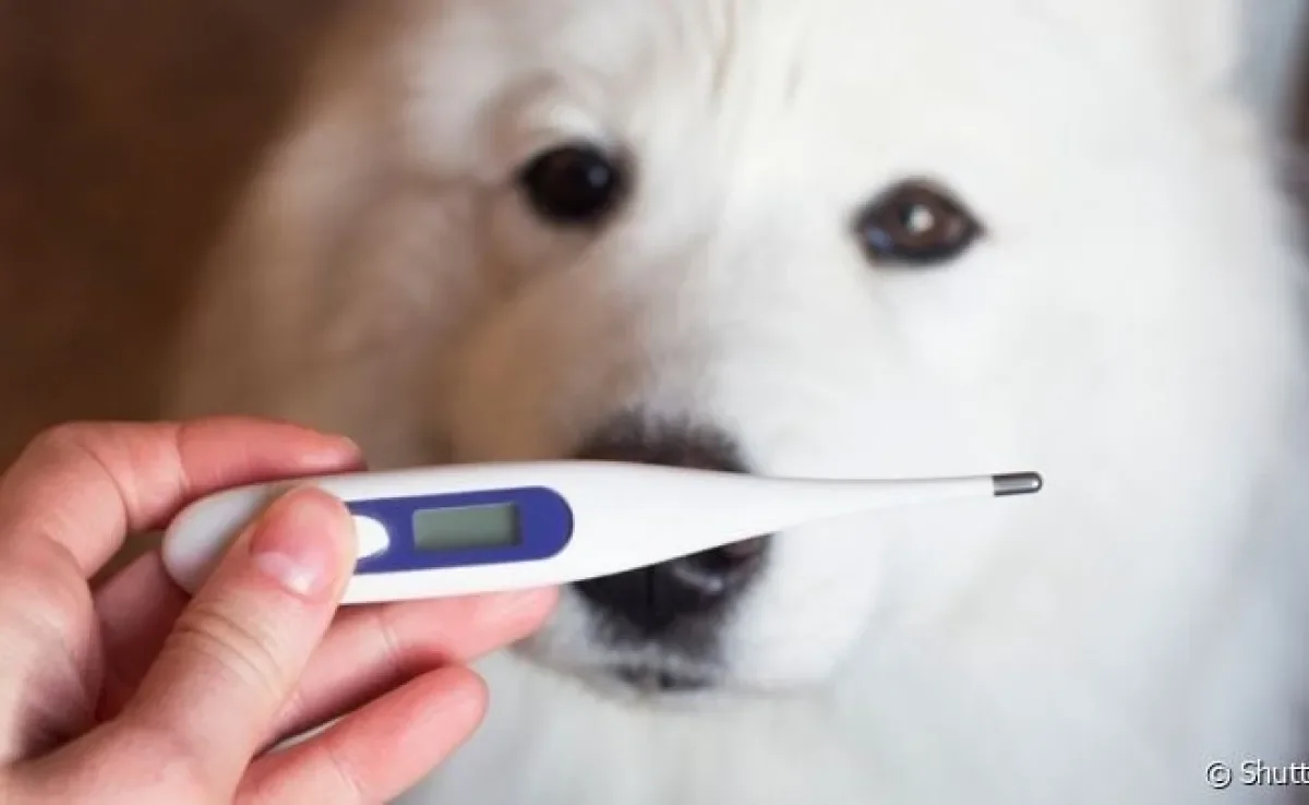 Como saber se o cachorro está com febre: descubra se o termômetro sem contato funciona
