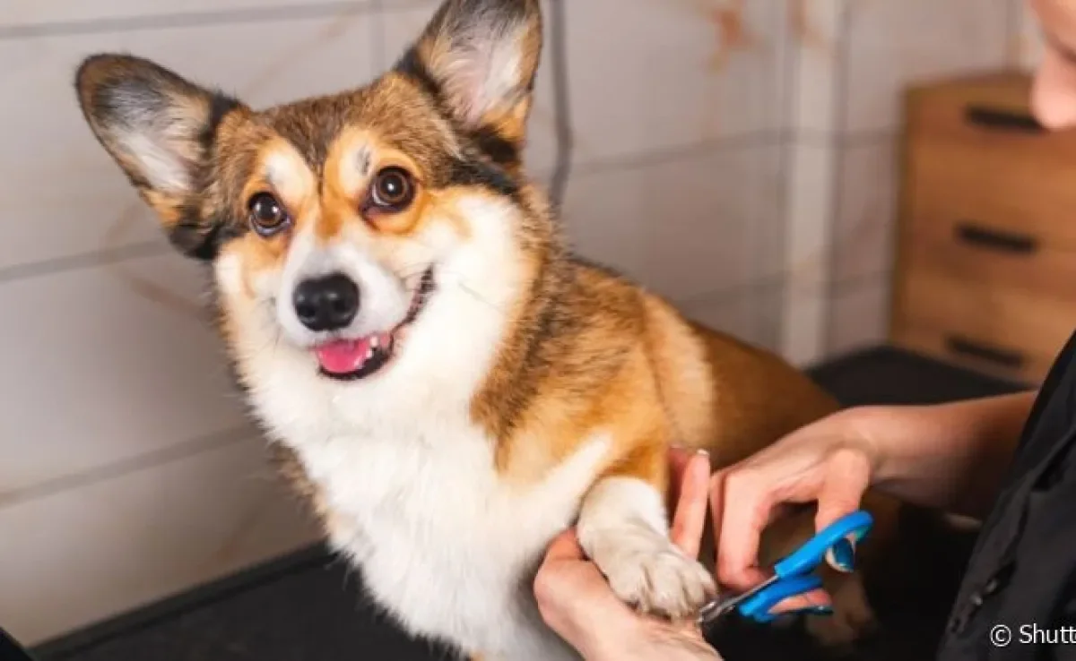 Além de saber como cortar unha de cachorro, o tutor deve estar atento a alterações na região