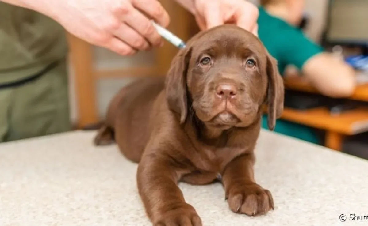  A primeira vacina no filhote de cachorro deve ser dada, preferencialmente, depois do vermífugo 