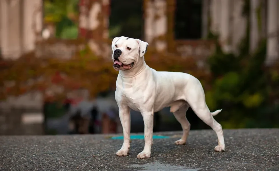 O Bulldog Americano é um cachorro de porte médio muito usado para guarda