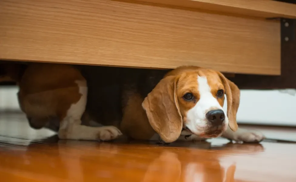 Cachorro se escondendo pode ser medo, doença ou só brincadeira