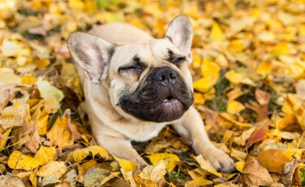 Cachorro espirrando é sinal de que alguma coisa está acontecendo dentro da cavidade nasal 