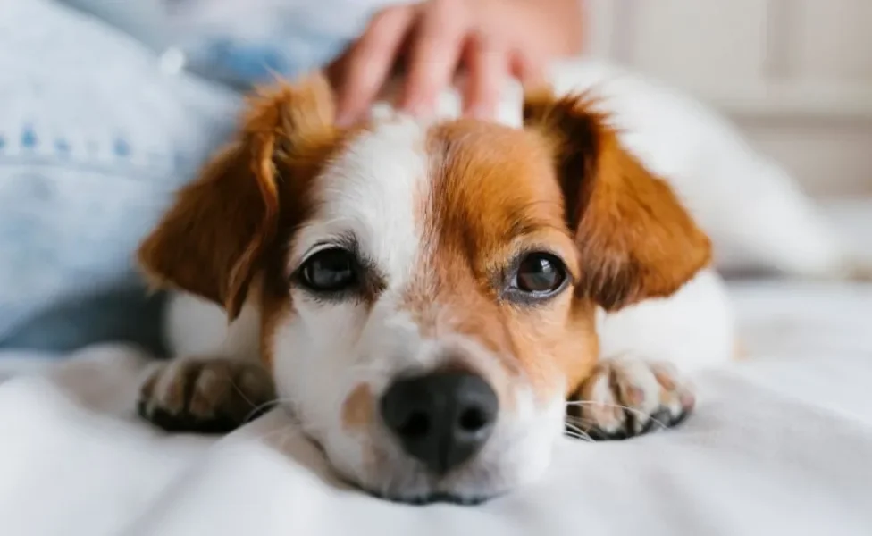 Distiquíase em cães é uma das doenças oculares mais comuns