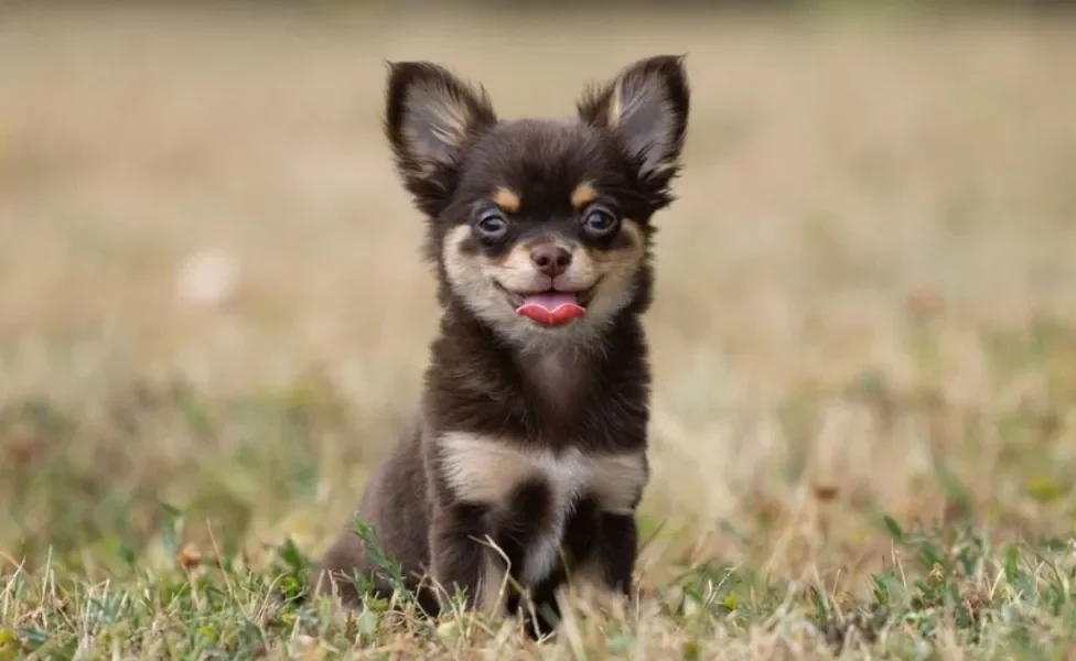 Existem muitos nomes para cachorros Chihuahua que podem ser perfeitos para o seu cãozinho