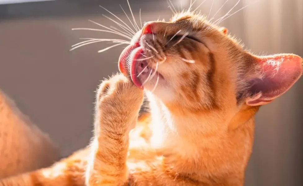 Gato que se lambe muito pode estar com alergia ou pulgas