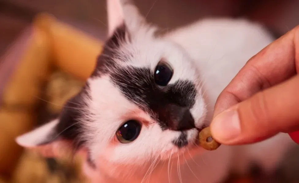 Os petiscos para gatos podem fazer parte da rotina