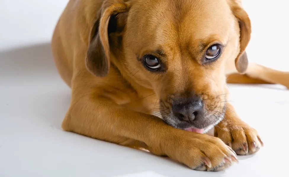 A pododermatite em cachorro pode provocar queda de pelos nas patas