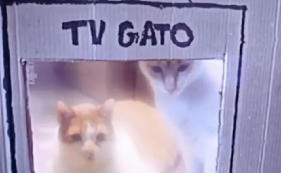 TV Gato: influencer dá dicas de adoção e adaptação entre pets