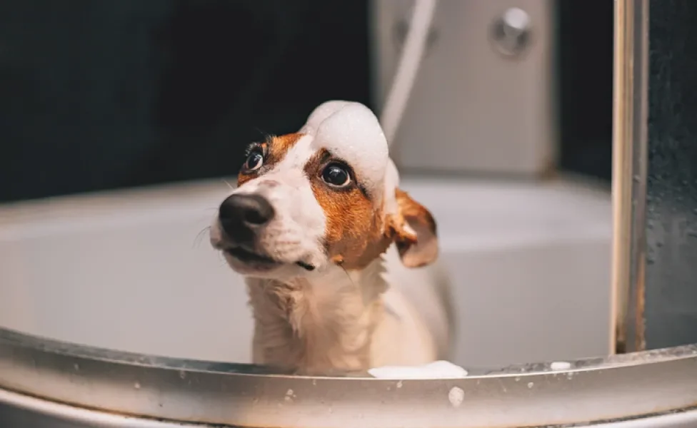 Escolha um lugar seguro para o banho em filhote de cachorro