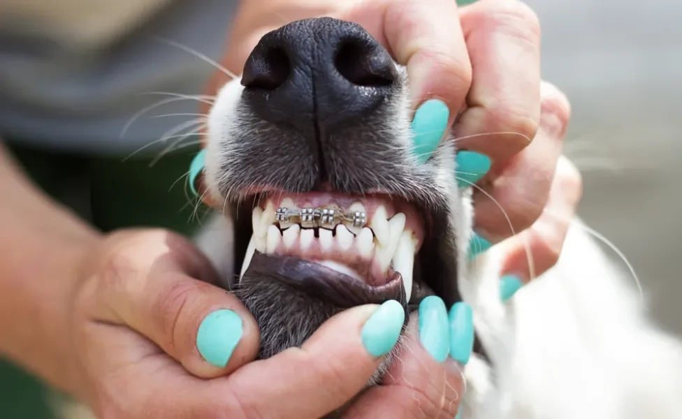 Cachorros com aparelho no dente não é por estética