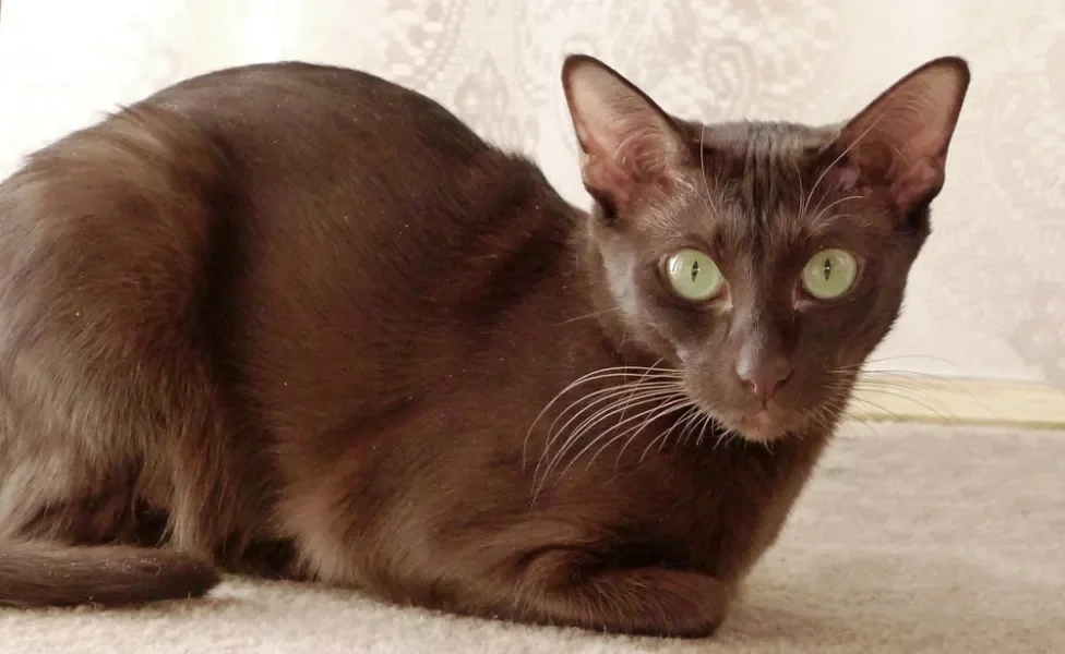 O Havana Brown é um gatinho de origem inglês com característica pelagem marrom