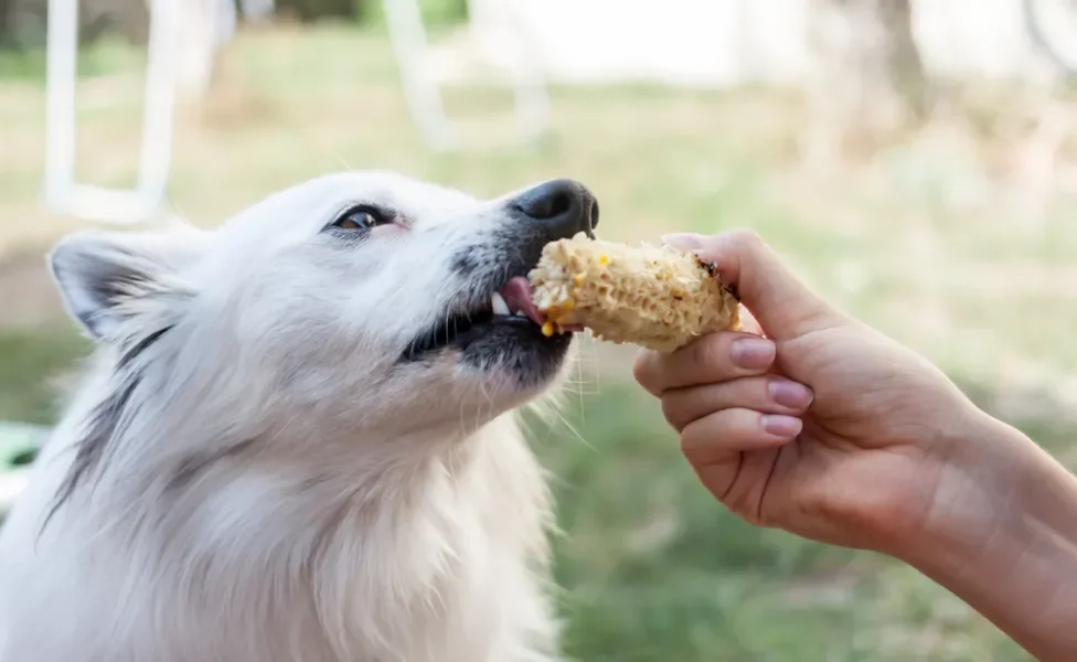 O milho para cachorro ajuda na saúde do sistema digestivo, mas é preciso moderação