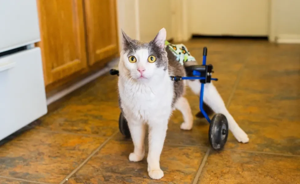 A cadeira de rodas para gatos é indicada em caso de paralisia das patas