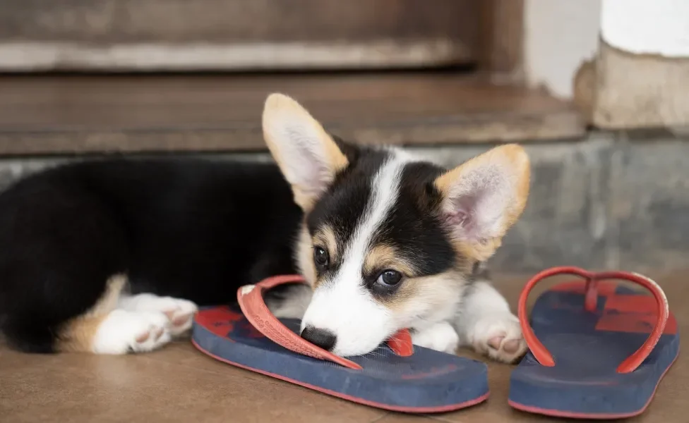 Comportamento canino: entenda por que o cachorro deita em cima do seu chinelo