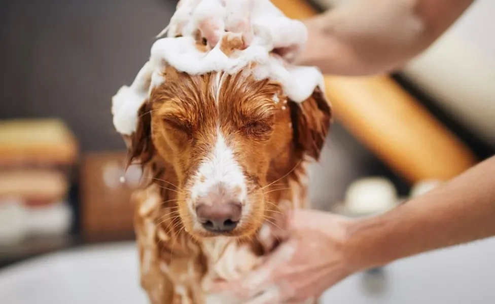 Para saber como dar banho em cachorro no frio, é importante seguir algumas recomendações