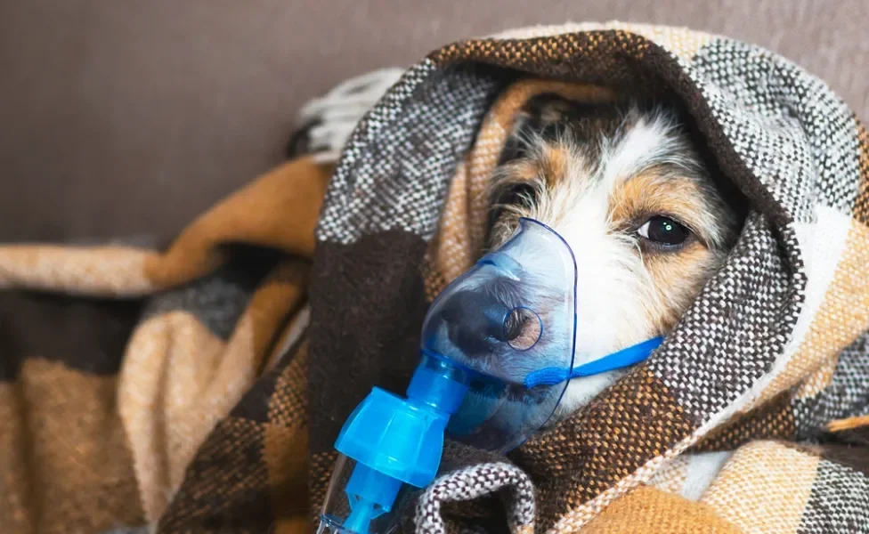 A inalação para cachorro é um procedimento menos invasivo para administrar medicamentos para problemas respiratórios, como asma e bronquite