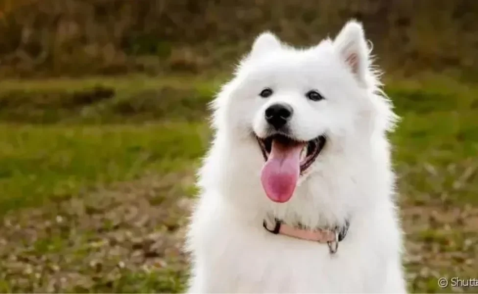  Cachorro Samoieda: saiba mais sobre essa raça amável e companheira! 
