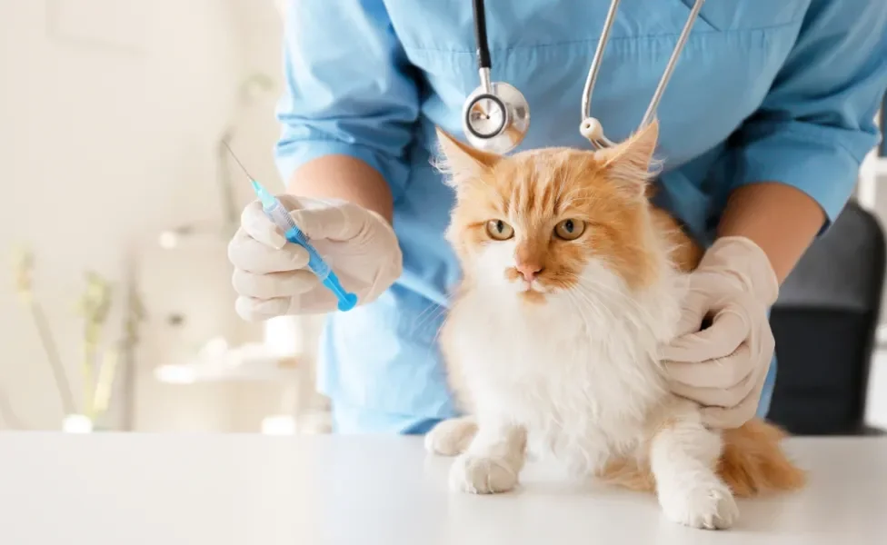 As vacinas para gatos previnem doenças graves