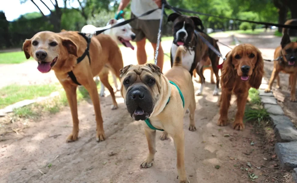 Passeador de cães: preço varia entre 300 e 500 reais