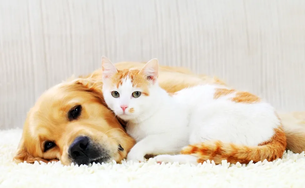 Sites de adoção de cachorros e gatos facilitam a vida do adotante