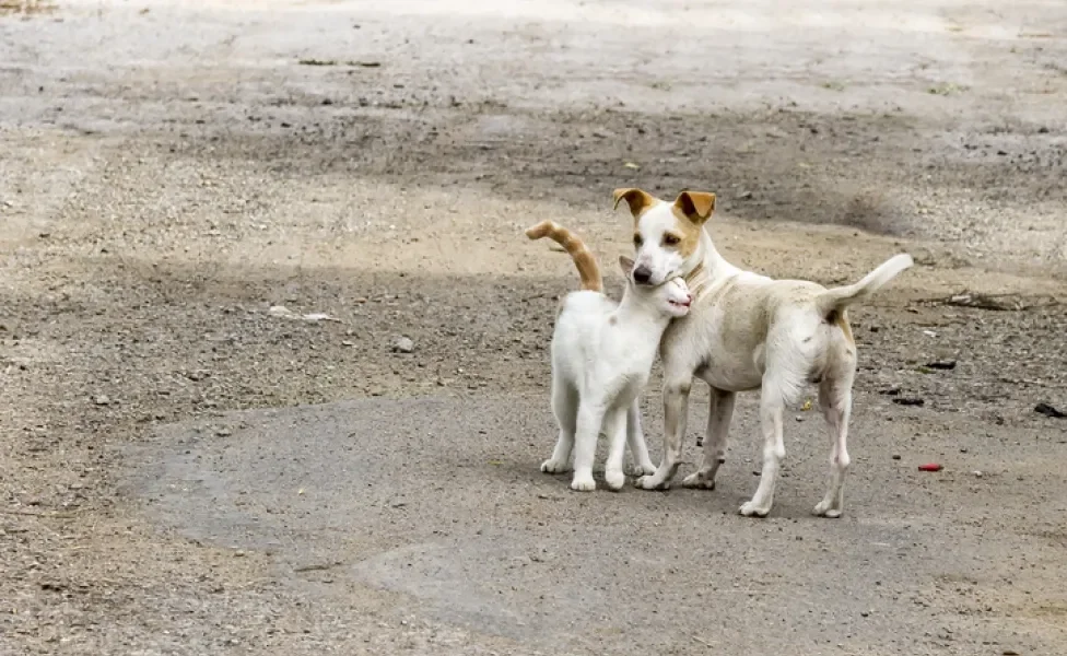 As zoonoses que afetam cães e gatos merecem a atenção de toda a população