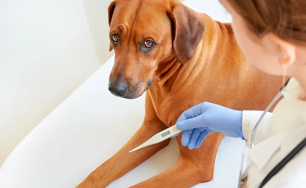 A leishmaniose canina apresenta sintomas que afetam todo o corpo do cachorro