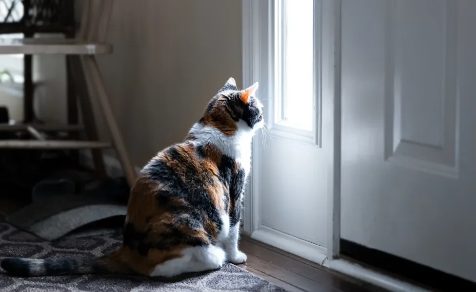  Gatos tristes: Sintomas como olhar através da janela e o isolamento são comuns