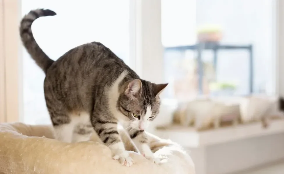 Gato amassando pãozinho: as entenda possíveis razões por trás do comportamento