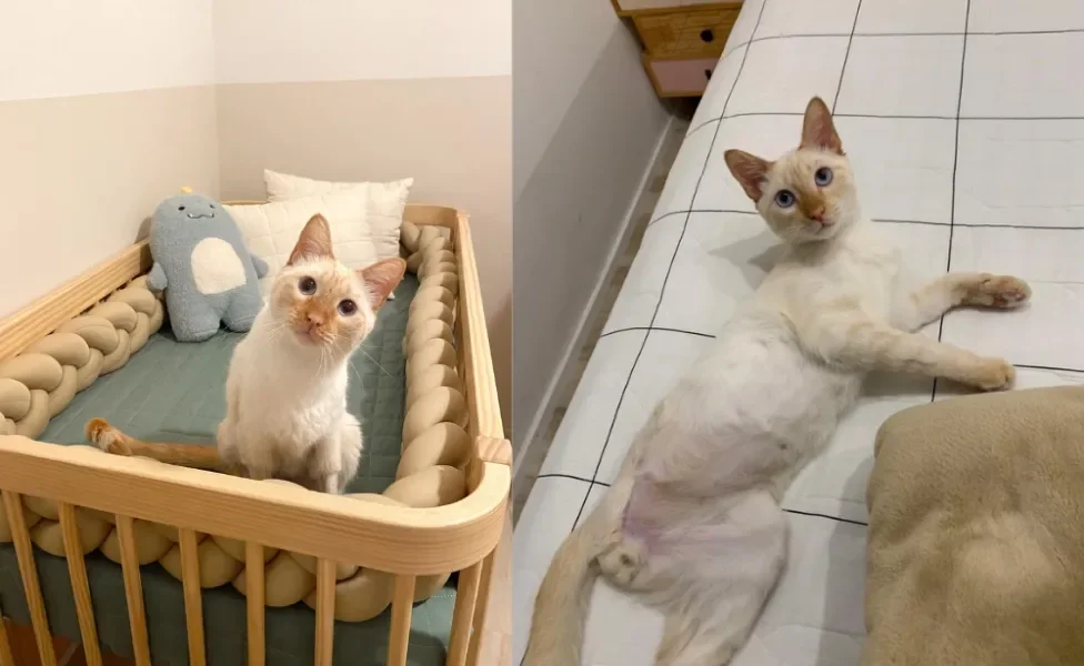 Adote um gato com deficiência: conheça a história do gatinho Juliano 