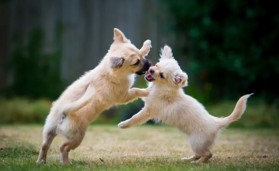 Cachorro brincando tem comportamento diferente de um cachorro brigando