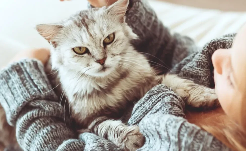 Os principais sintomas de alergia a gato são nariz entupido e espirros 