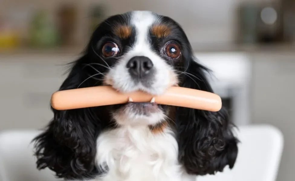 Já se perguntou se cachorro pode comer salsicha? A resposta é não!