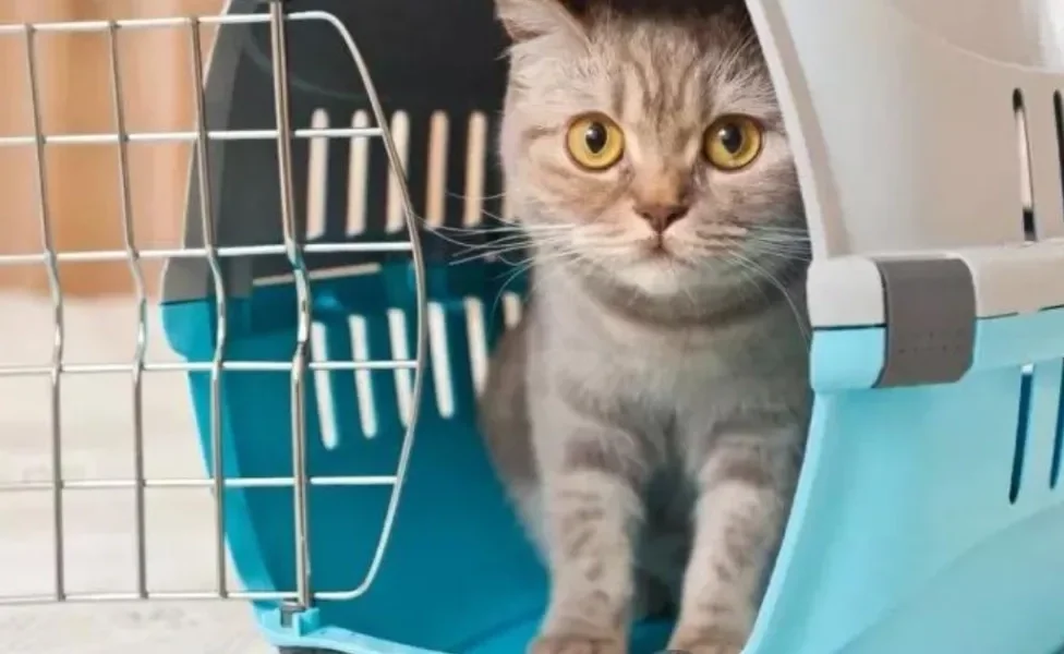 Caixa de transporte para gato pode ser de diferentes modelos e formatos