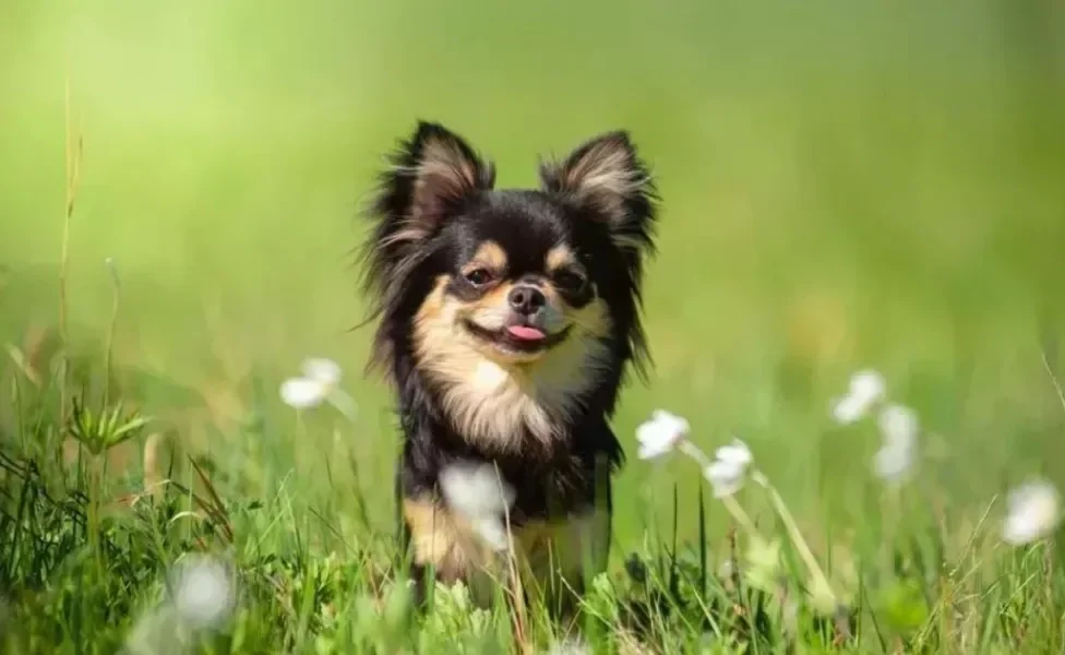 O Chihuahua mini é sinônimo de coragem, lealdade e companheirismo