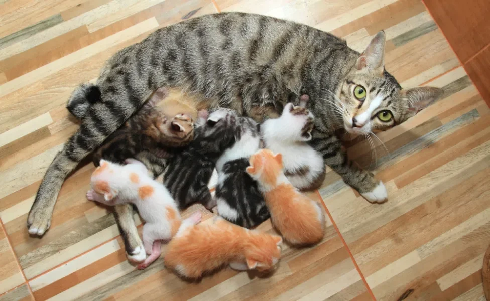 Será que a mãe sente falta dos filhotes gatos após adoção?