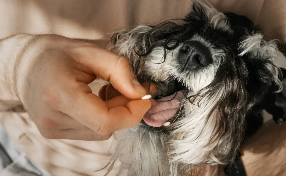 O corticoide para cachorro é muito indicado para inflamações e alergias