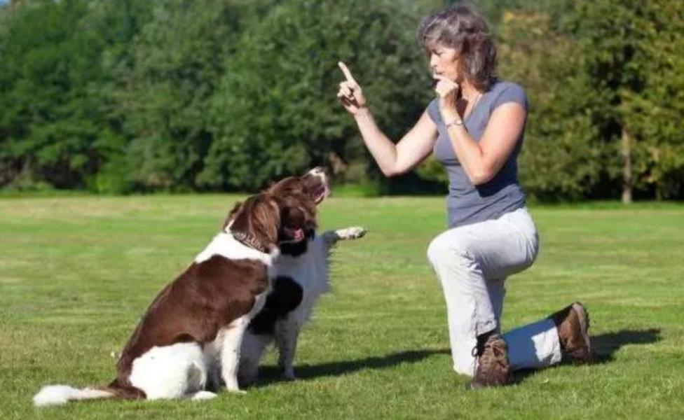 O apito para cachorro pode ser um aliado no adestramento, mas é preciso seguir o treinamento correto para funcionar