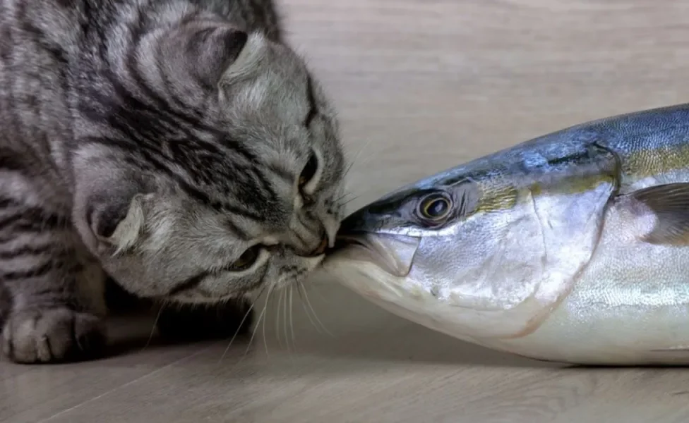 O atum para gatos é sinônimo de sabor! Mas qual a explicação para isso? Descubra a seguir!