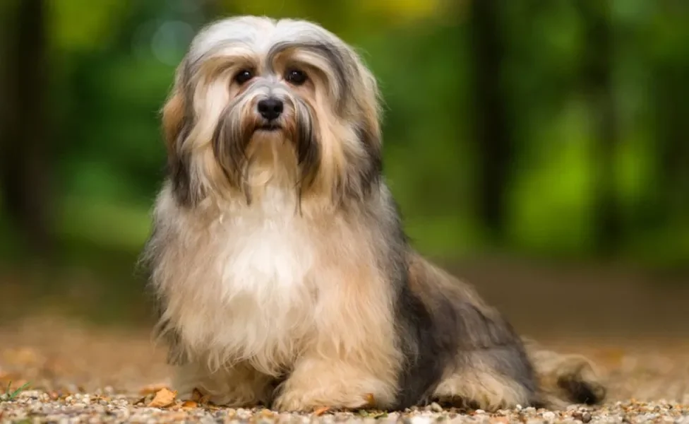O Bichon Havanês é um cachorro pequeno e peludo muito adorável