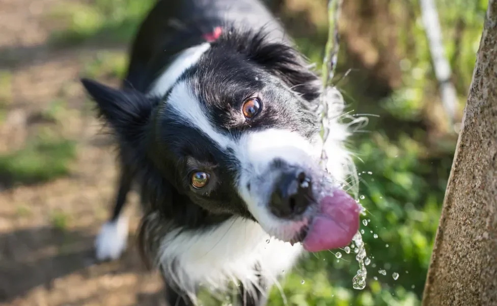 Cachorro sente calor e precisa beber bastante água em dias quentes