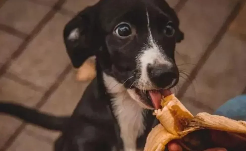 Cachorro pode comer banana, desde que a fruta seja oferecida em quantidade moderada