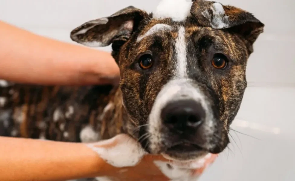 Doença do carrapato: cachorro com a doença só pode tomar banho se não estiver debilitado