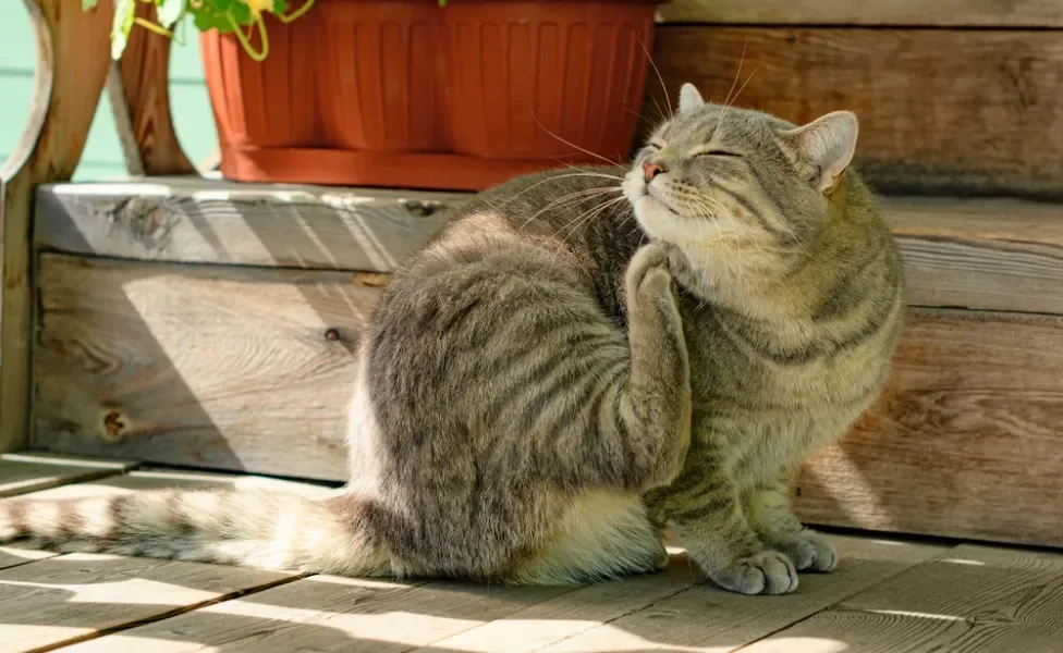  Pulga em gatos: coceira excessiva é o principal sintoma